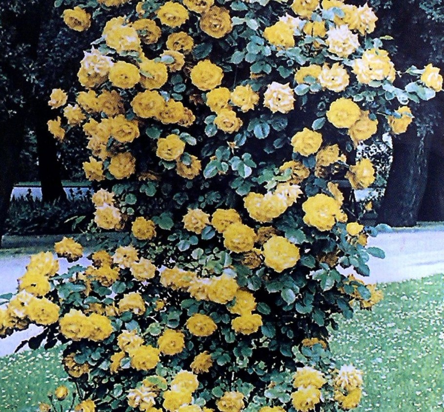 Роза Голден дримс