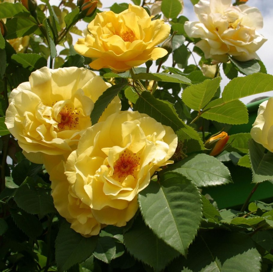 Роза Голден Тауэр