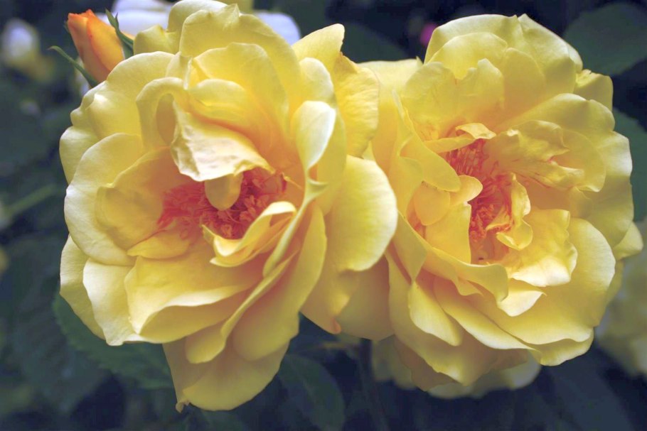 Роза Голден Денмарк