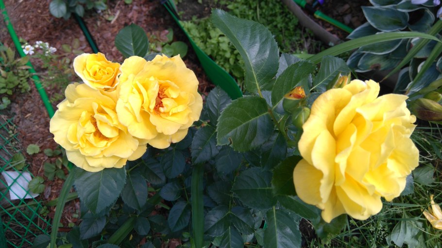 Голден шоверс плетистая роза