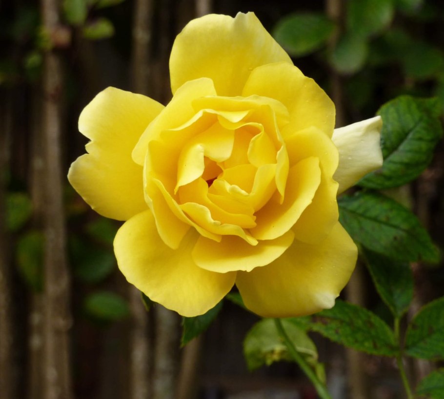 Golden Gate роза плетистая