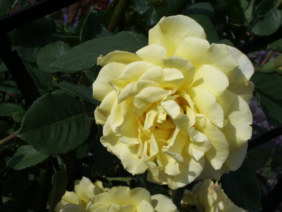 Роза Голдштерн