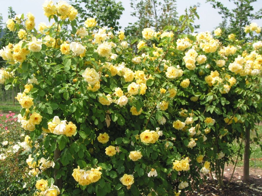 Голден Шауэрс роза плетистая