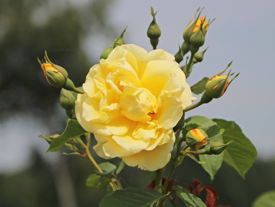 Golden Gate роза плетистая