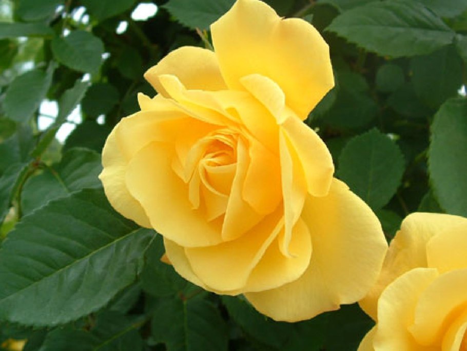 Роза плетистая горденгейд