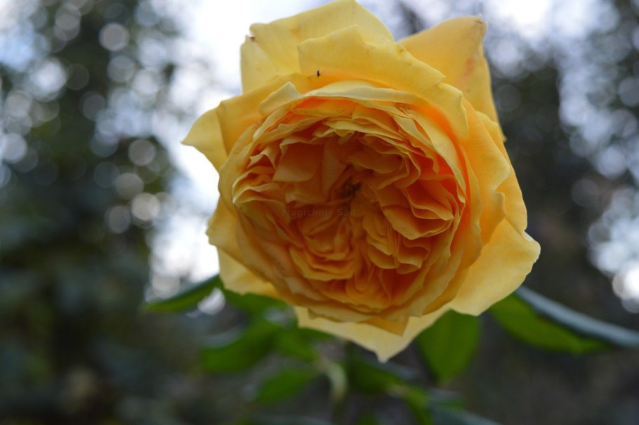 Роза Голден Шоверс