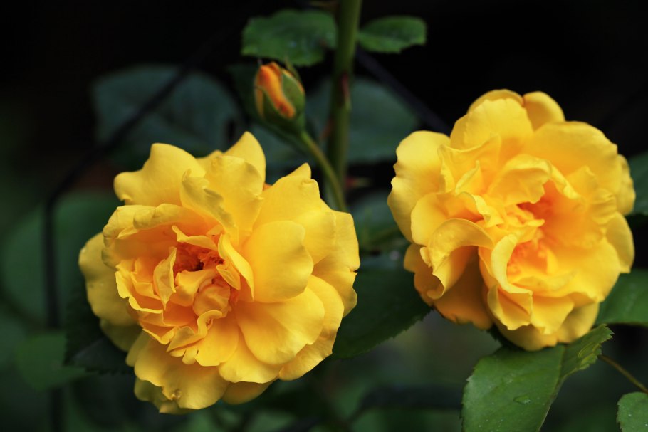 Роза плетистая Голден Парфюм