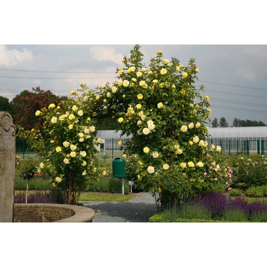 Роза плетистая Голден гате