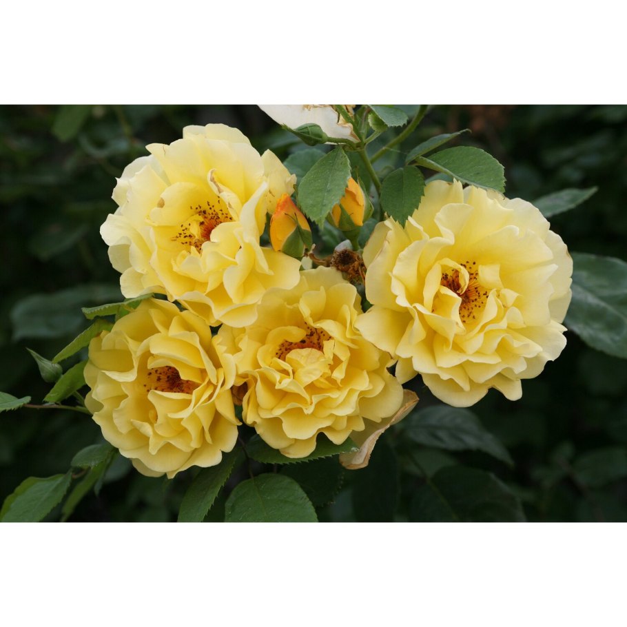 Роза Голден Шоверс