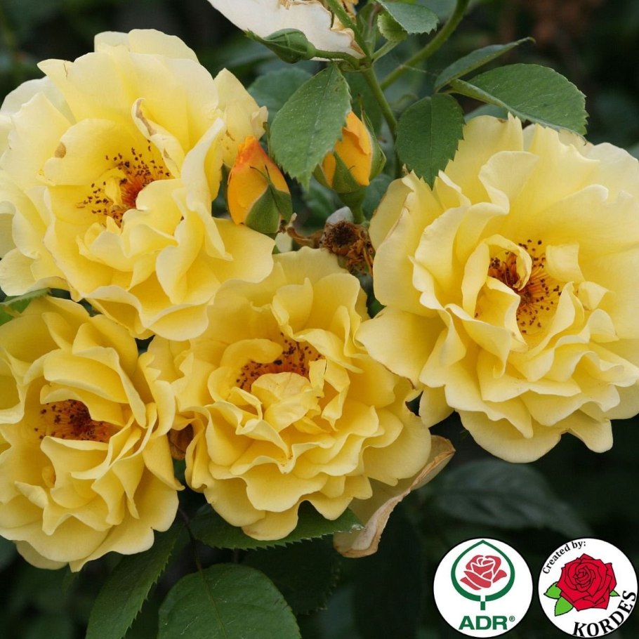 Голден Шауэр