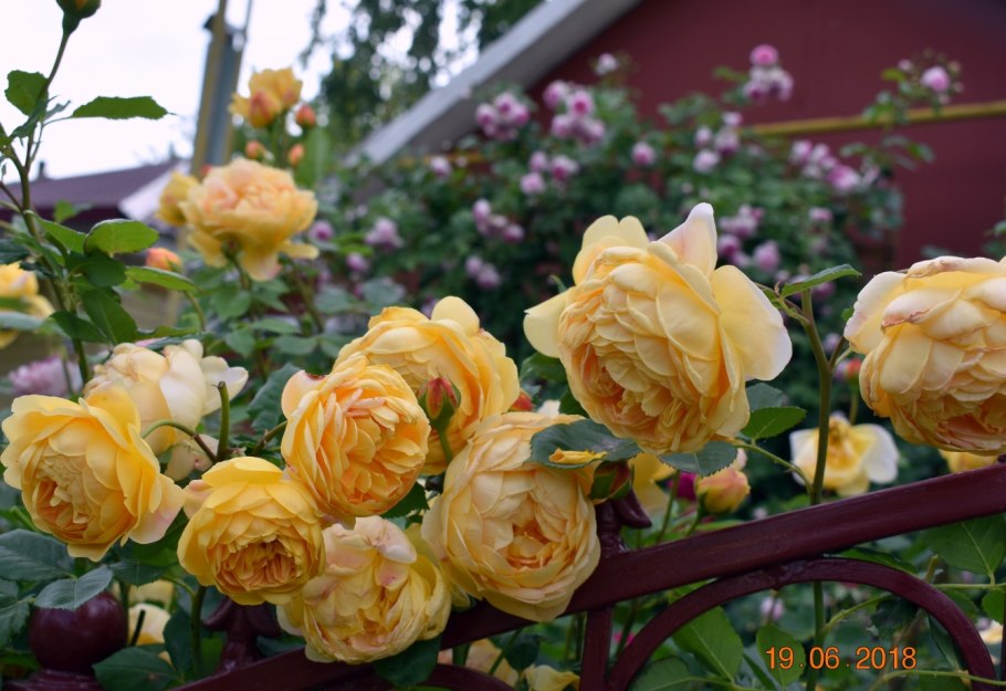 Роза Голден Перл фото