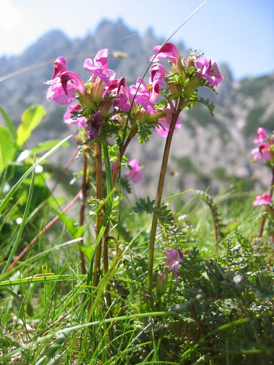 Мытник болотный (Pedicularis palustris l.)