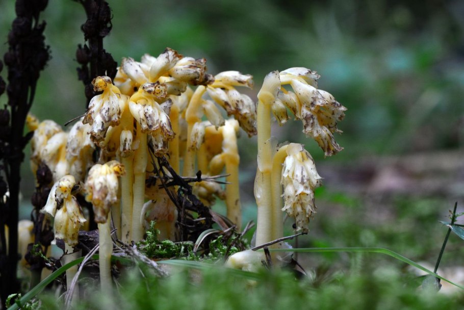 Подъельник (Monotropa)