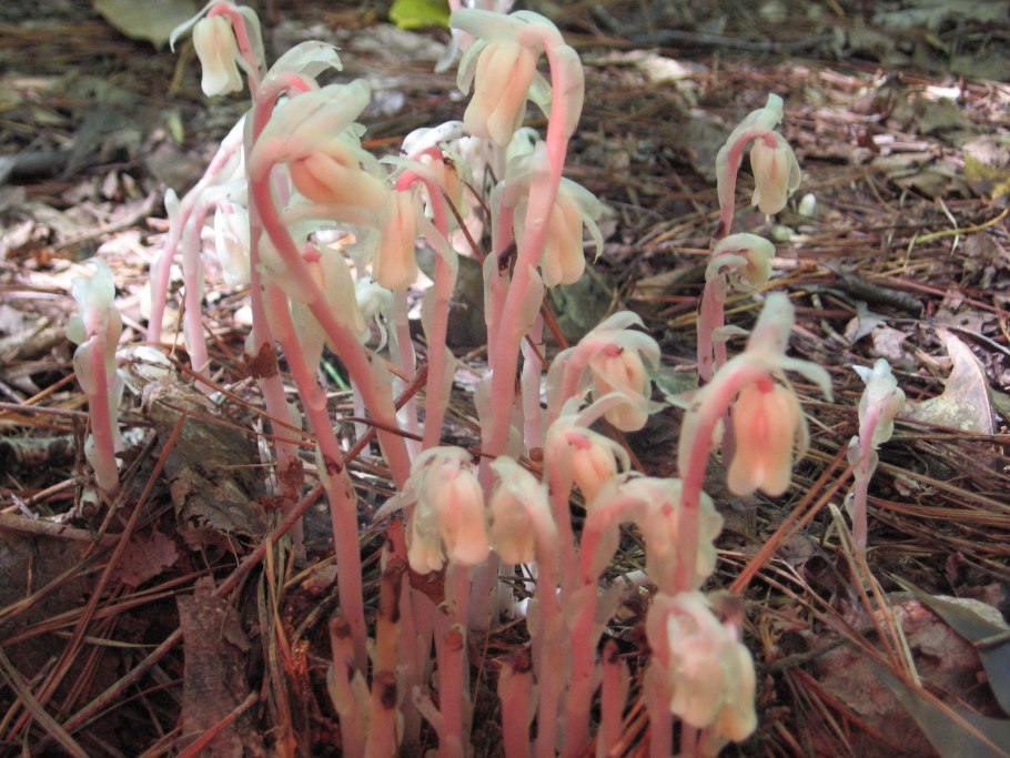 Подъельник одноцветковый (Monotropa uniflora)