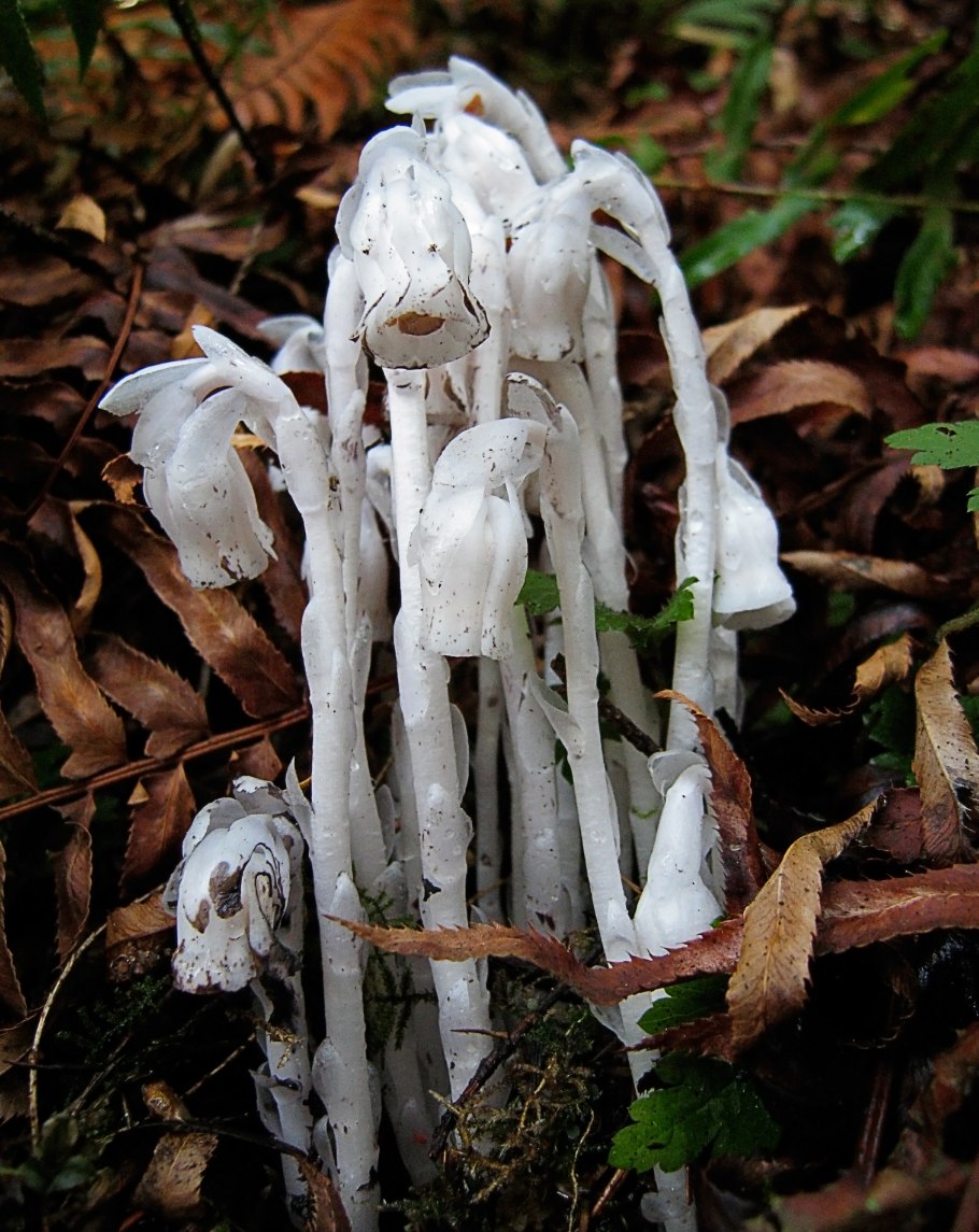 Подъельник (Monotropa)