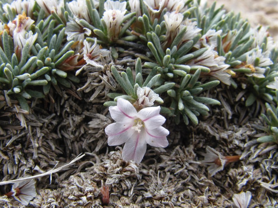 Алеврия оранжевая грибы съедобные