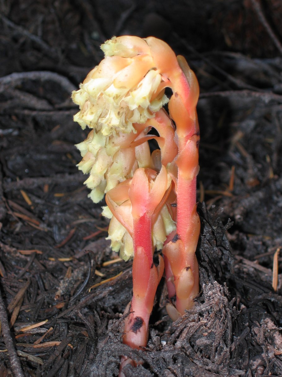 Подъельник (Monotropa)
