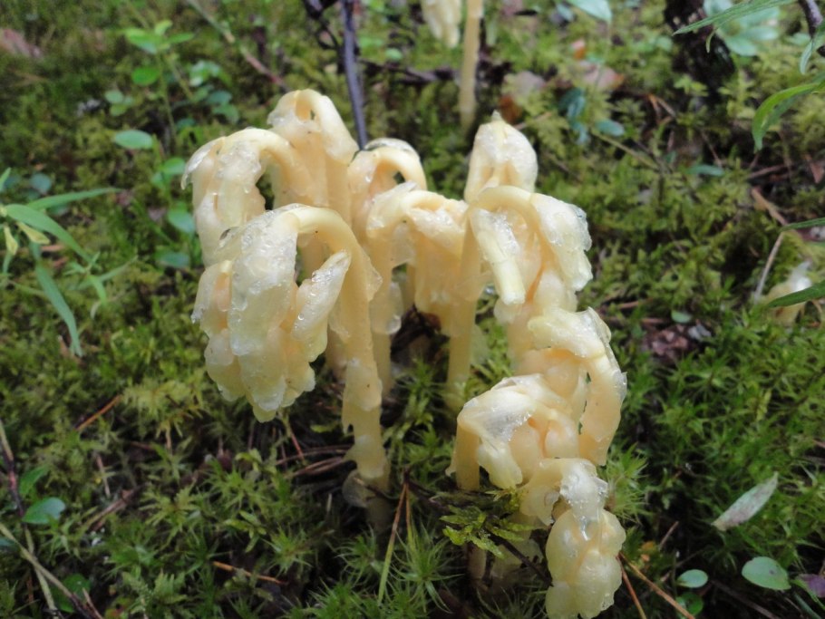 Подъельник обыкновенный