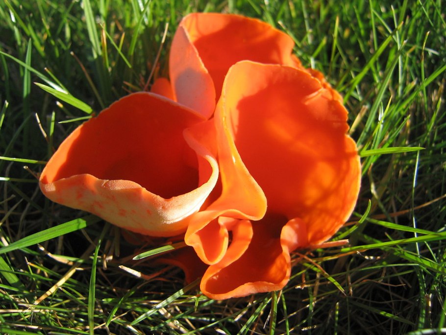 Аллотропа растение