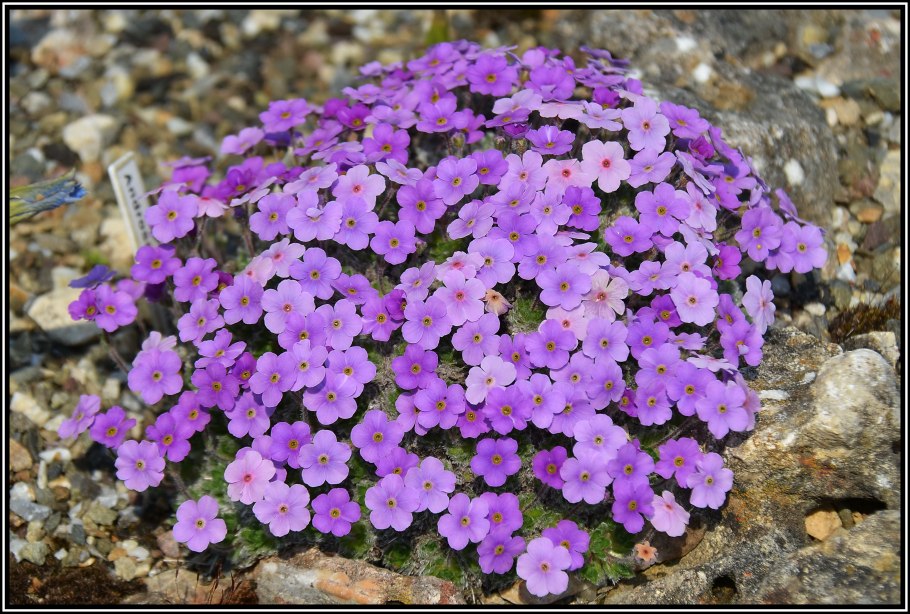 Орхидеи сапрофиты