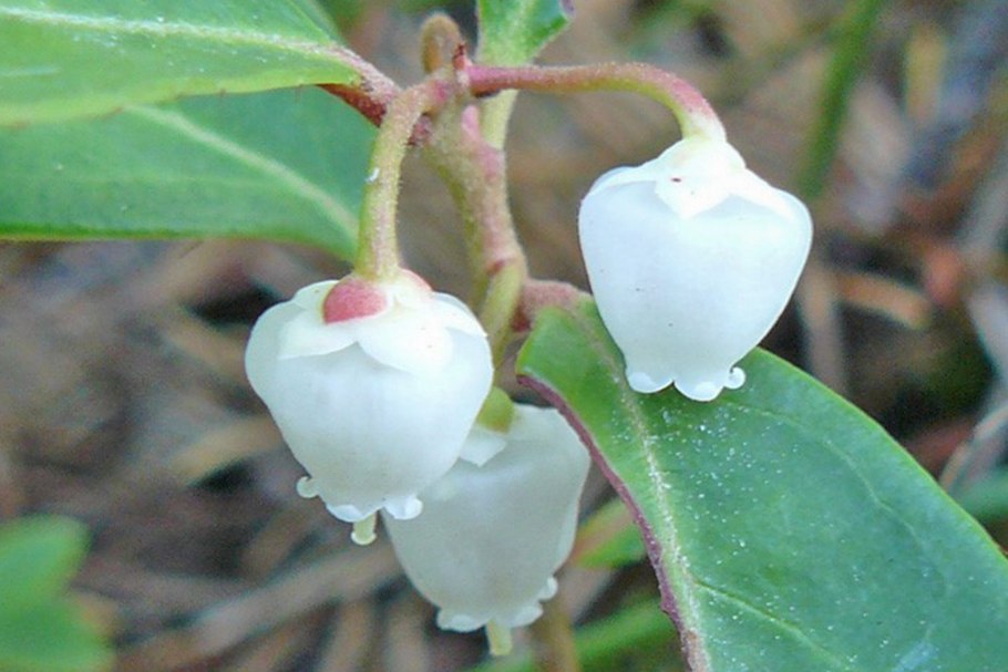 Грушанка плоды