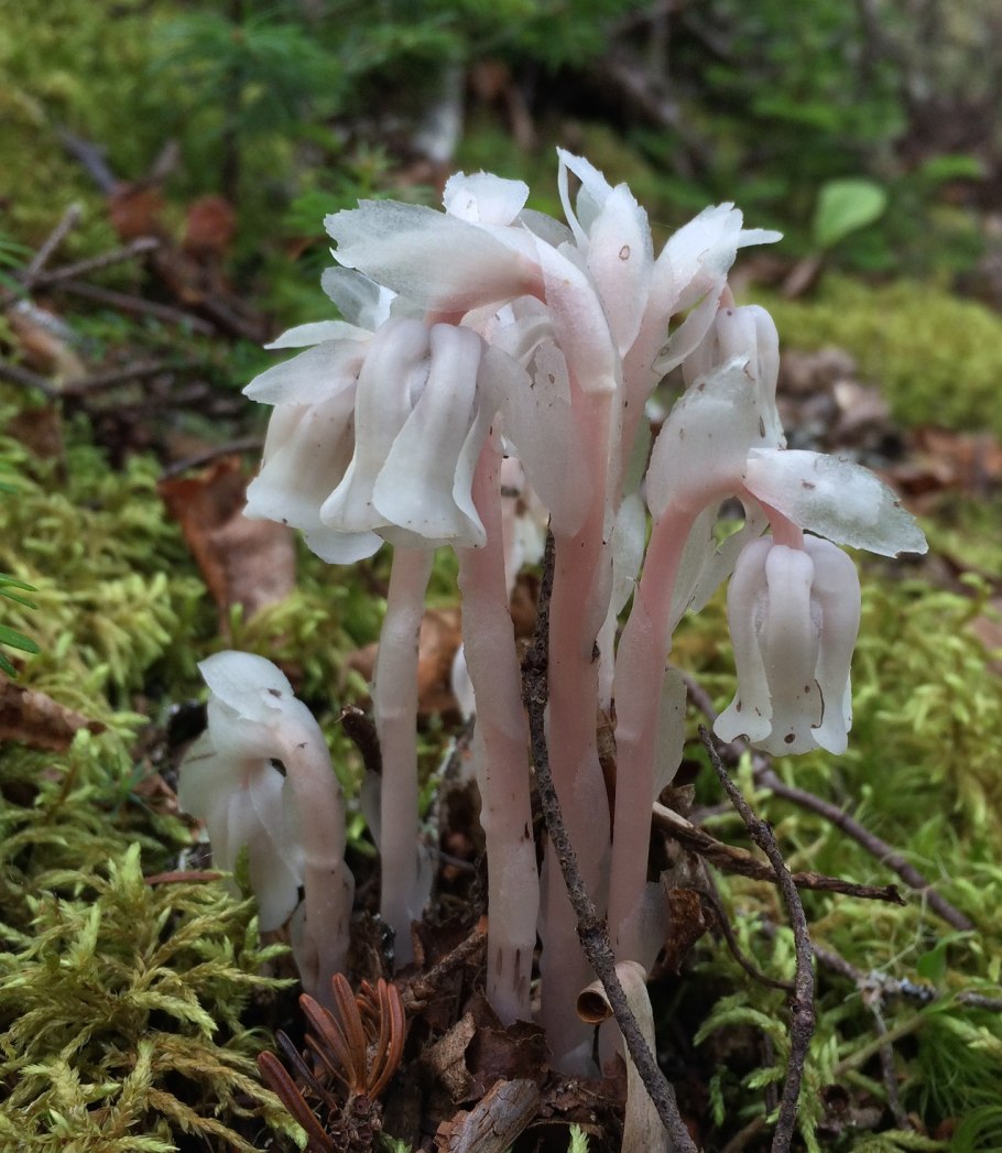 Подъельник одноцветковый (Monotropa uniflora)