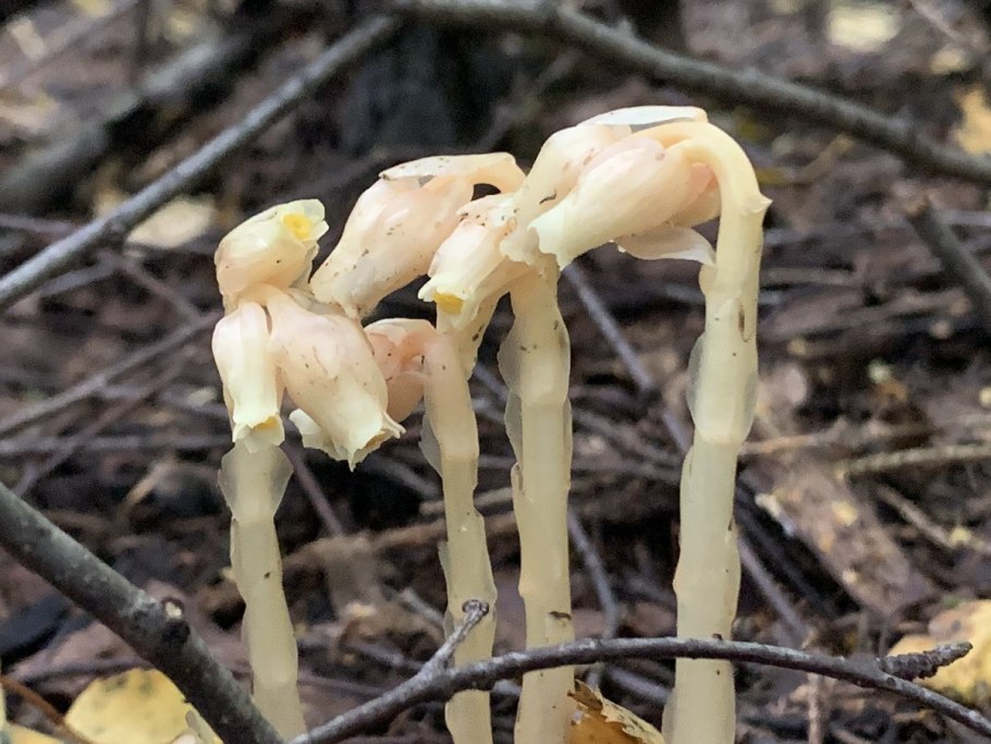 Монотропа Унифлора