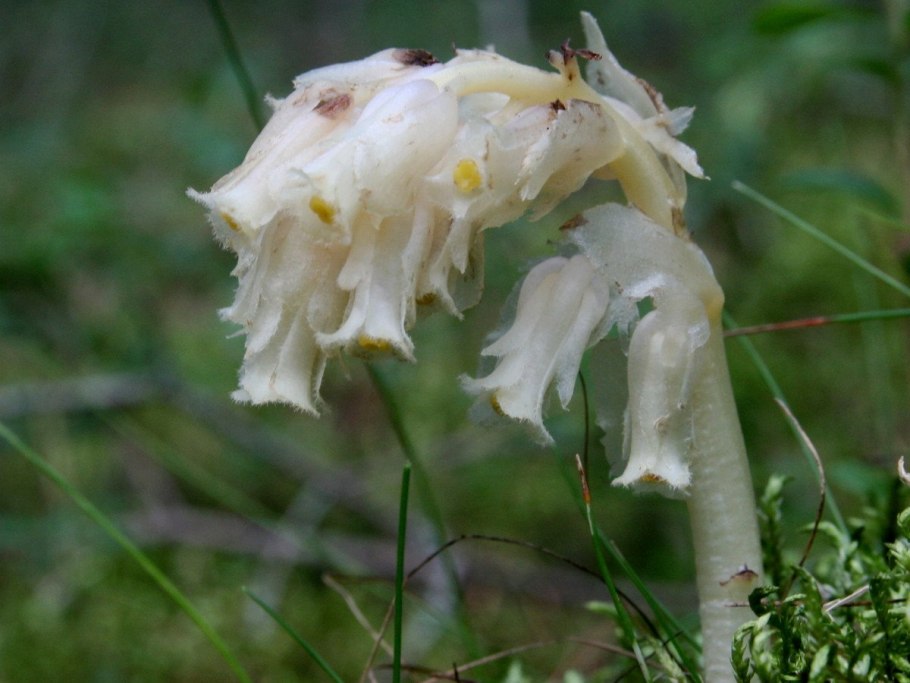 Монотропа одноцветковая