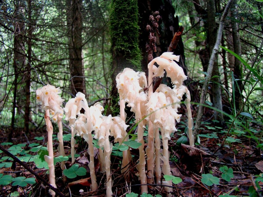Подъельник (Monotropa)