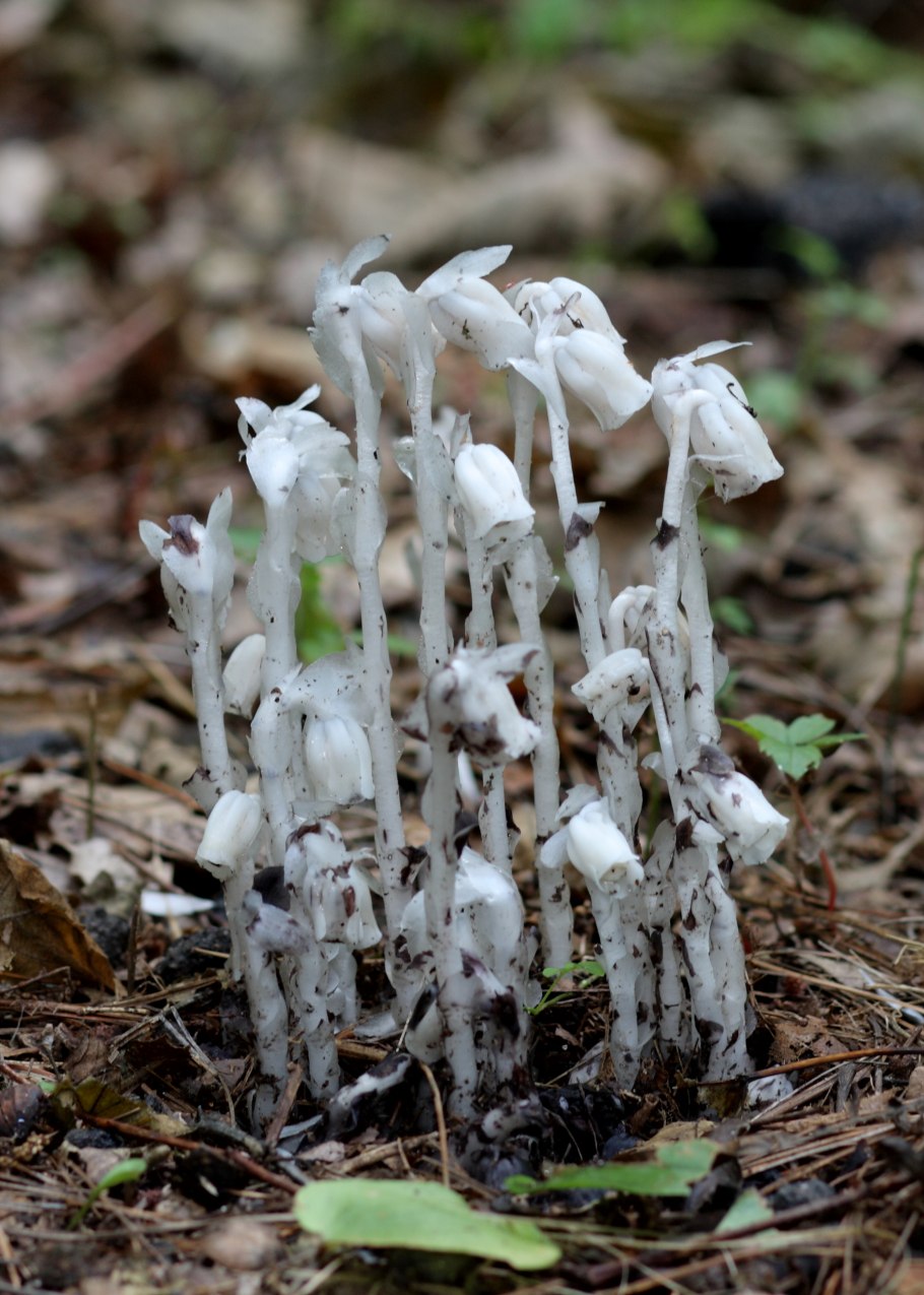 (Monotropa Hypopitys) микориза
