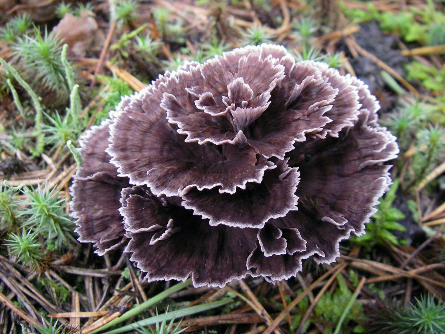 Электросхема автоматики Будерус 2107