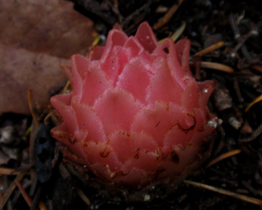 Monotropastrum globosum