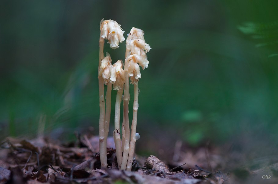 Подъельник (Monotropa)
