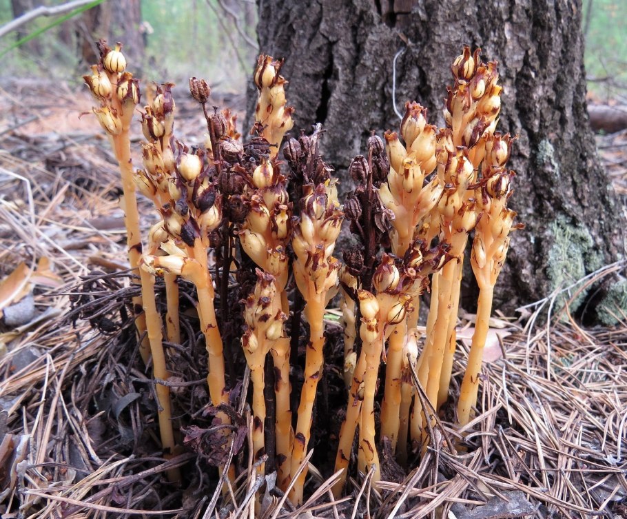 Подъельник (Monotropa)