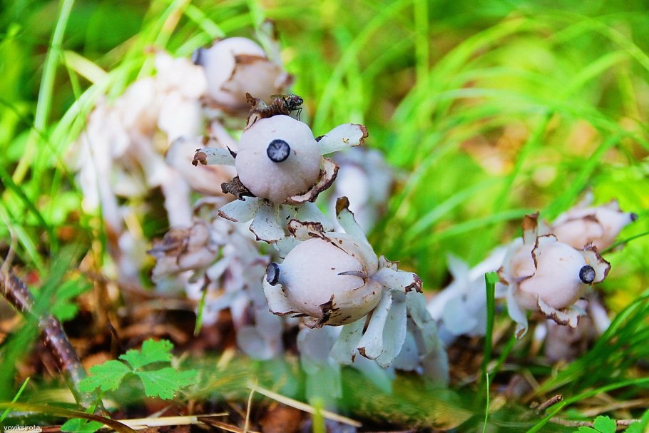 Подъельник одноцветковый