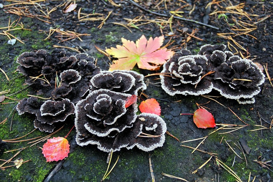 Жимолость съедобная Камчадалка