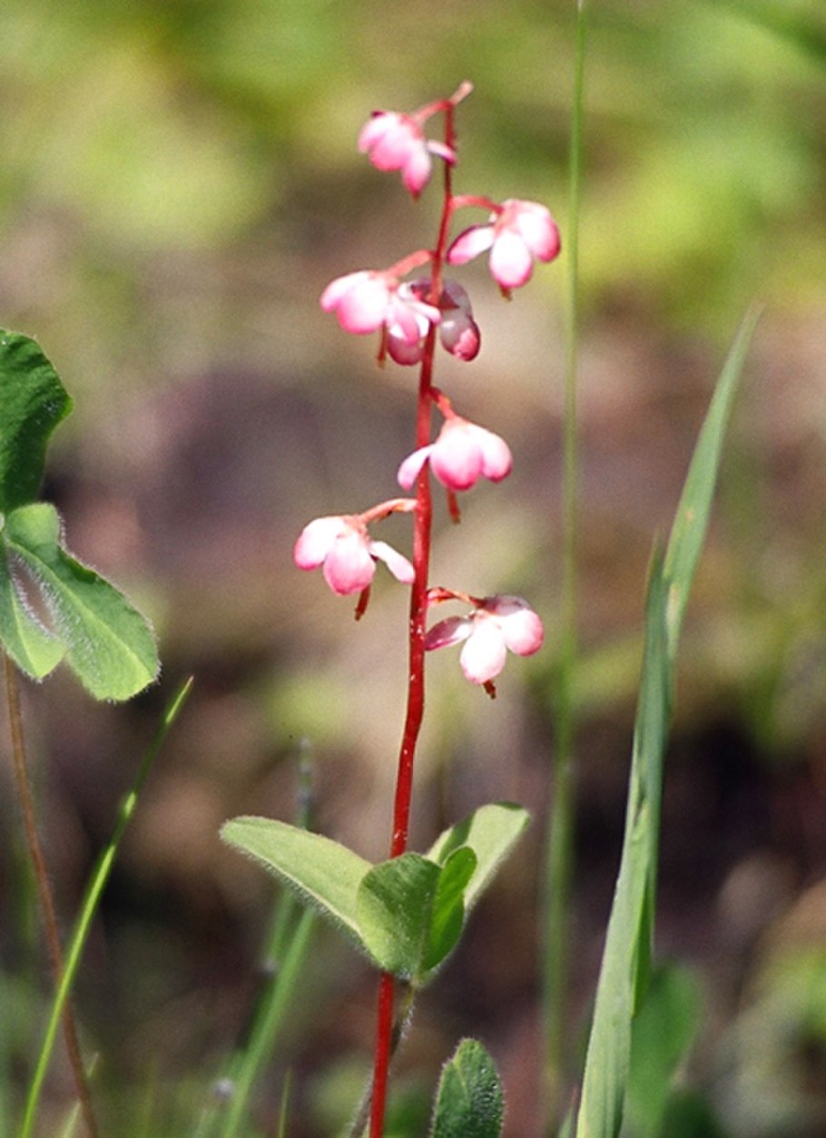 Monotropa uniflora
