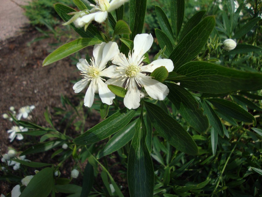 Клематис hexapetala