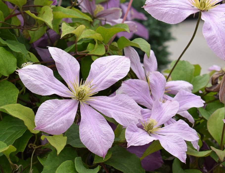 Клематис маньчжурский Clematis mandschurica