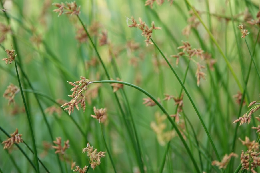 Осока парвская