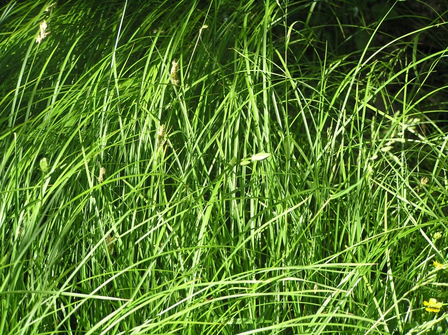 Осока трясунковая - Carex brizoides