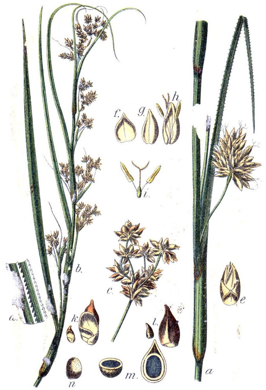 Осока сближенная Carex appropinquata