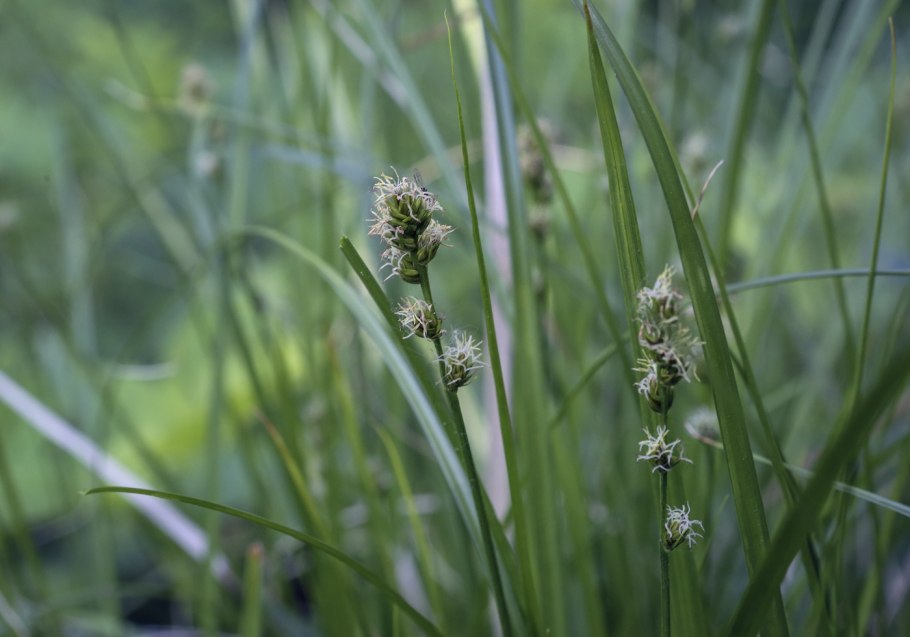 Carex hirta