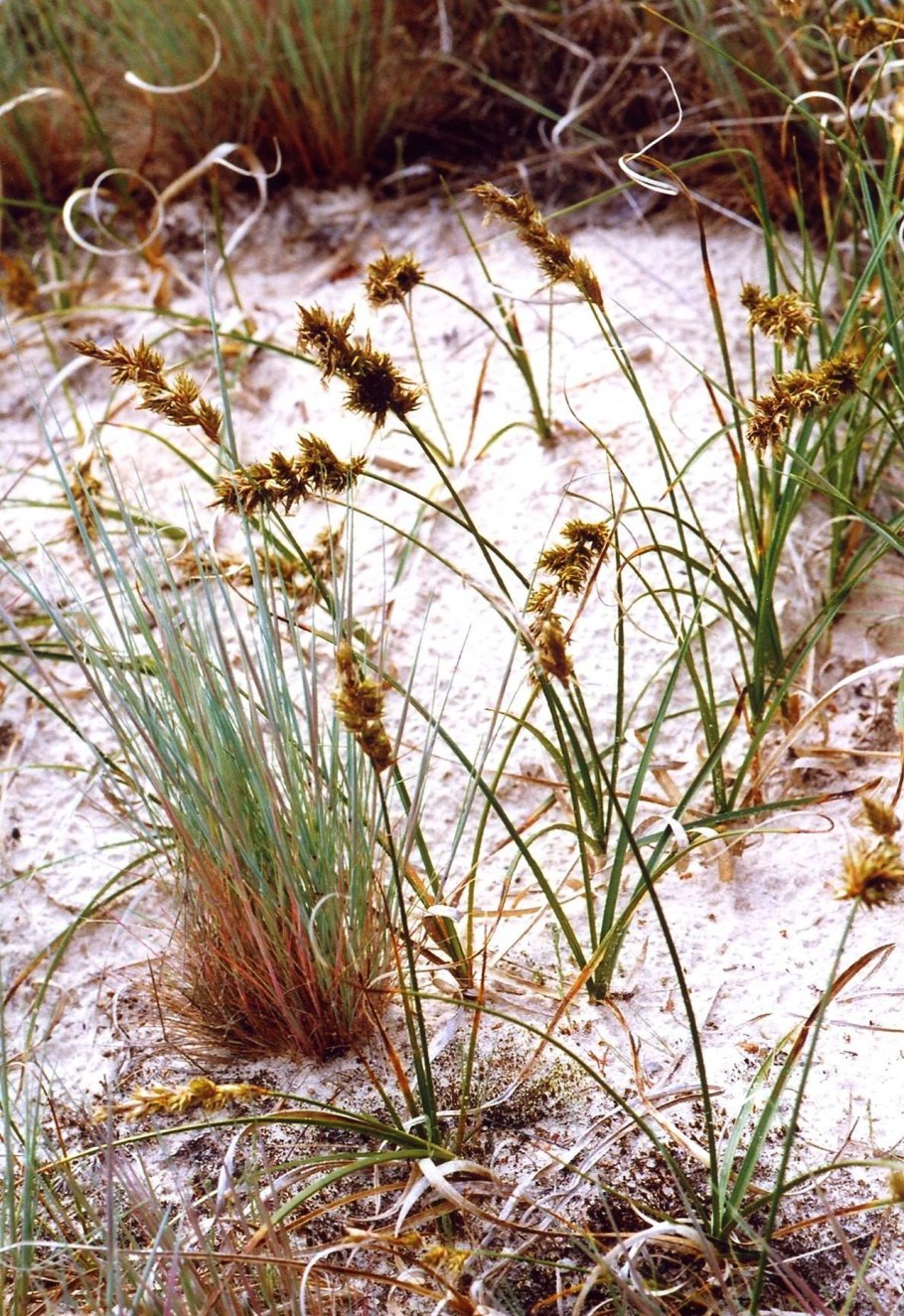 105. Камыш Лесной (Scirpus sylvaticus)
