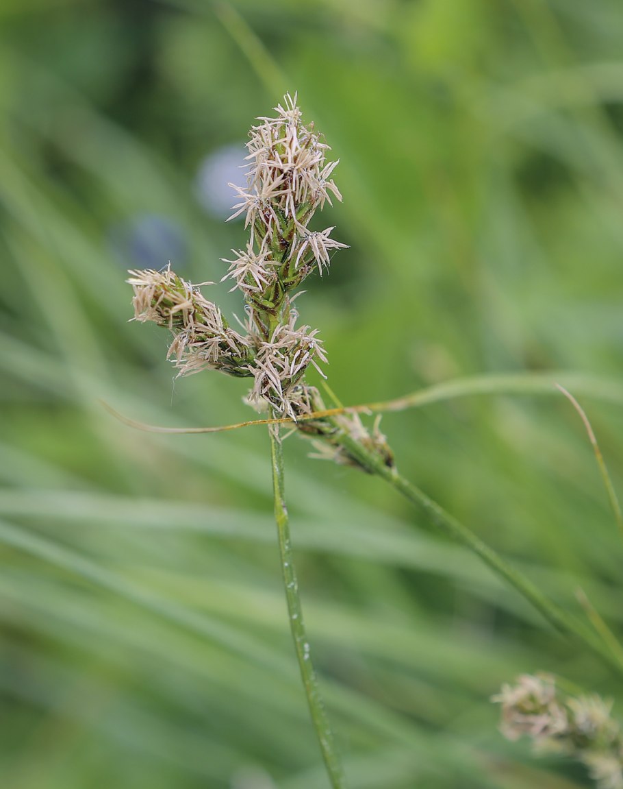 Bolboschoenus planiculmis
