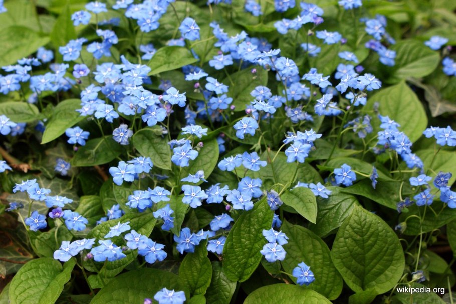 Омфалодес весенний (Пупочник) (omphalodes Verna)