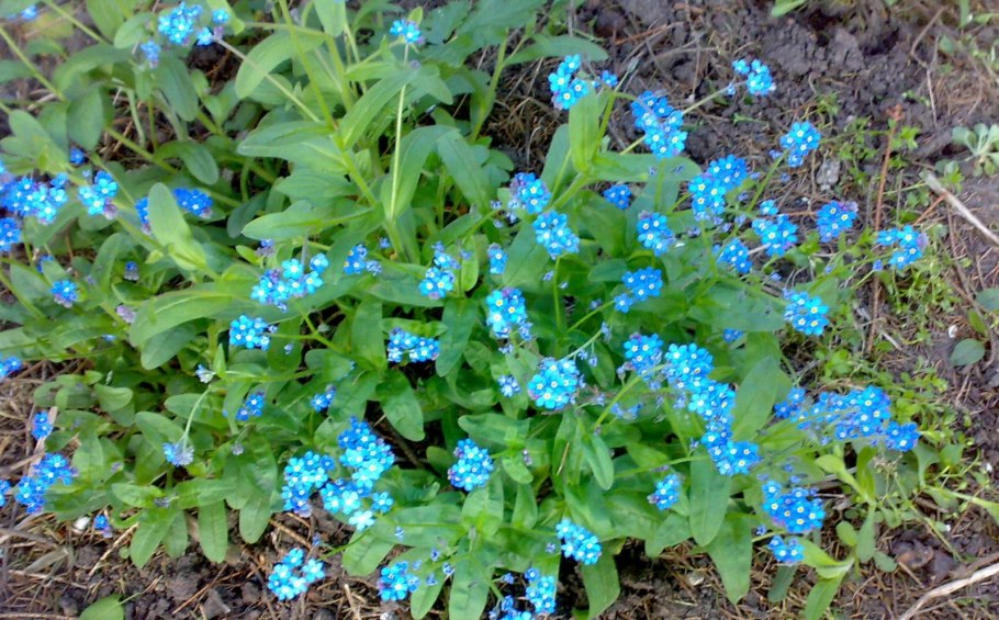 Омфалодес гербарий