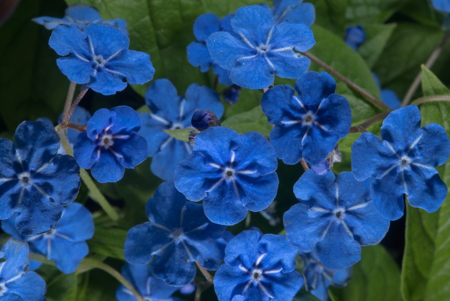 Пупочник весенний omphalodes Verna