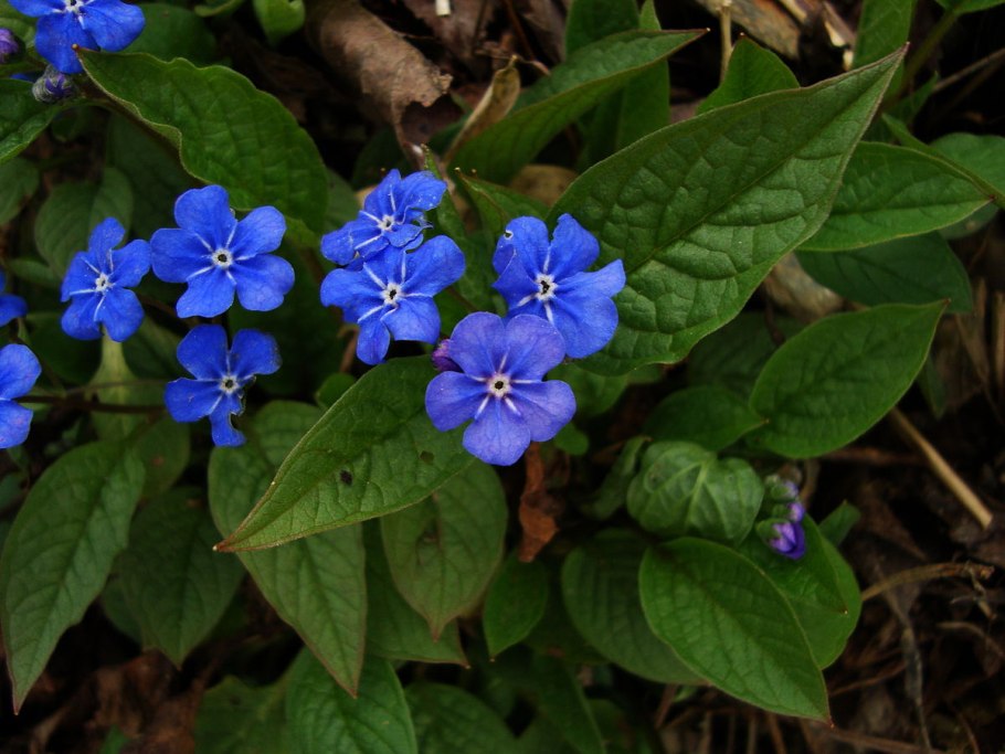 Пупочник весенний Alba
