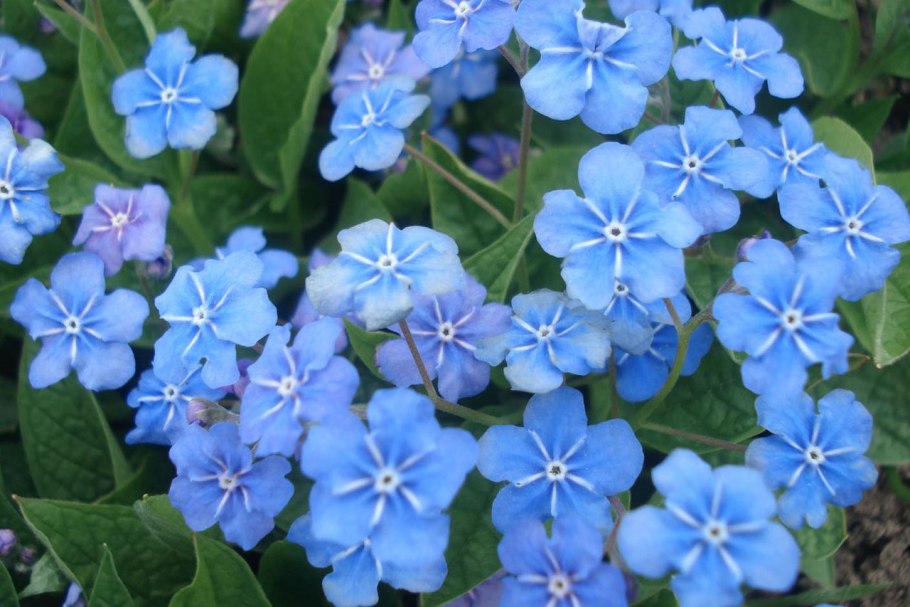 Пупочник omphalodes Verna
